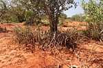 Dorstenia lancifolia Ghazi dole GPS186 Kenya 2014 Christian IMG_4698.jpg